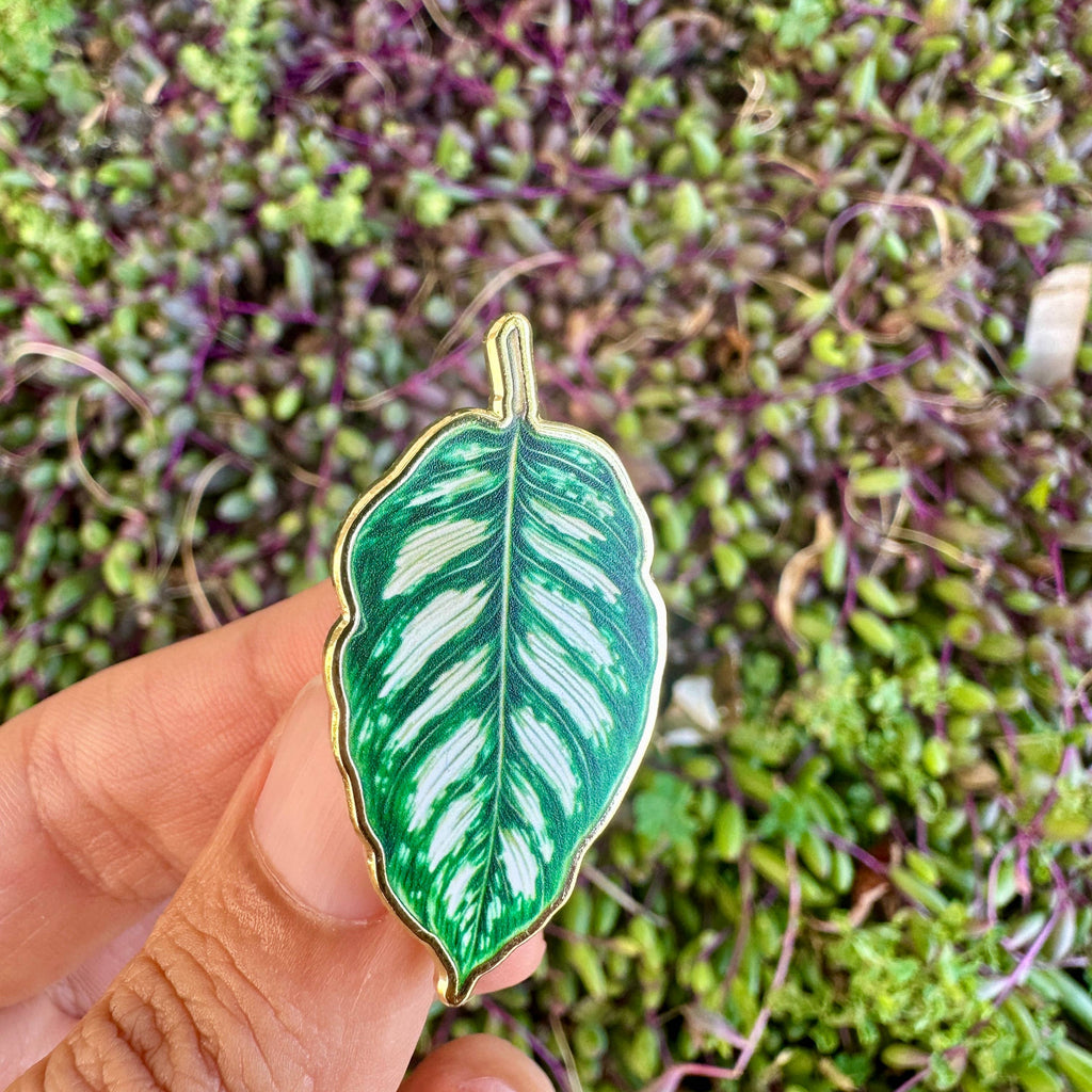 Calathea Plant Enamel Pin - New Version