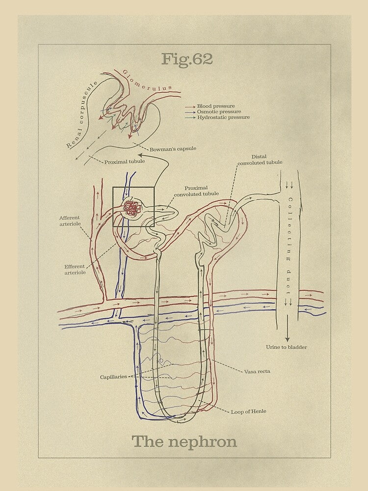 The nephron - Vintage textbook figure by MicroMarket