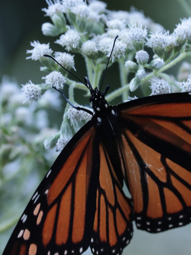 Wings by Shannon Bosley