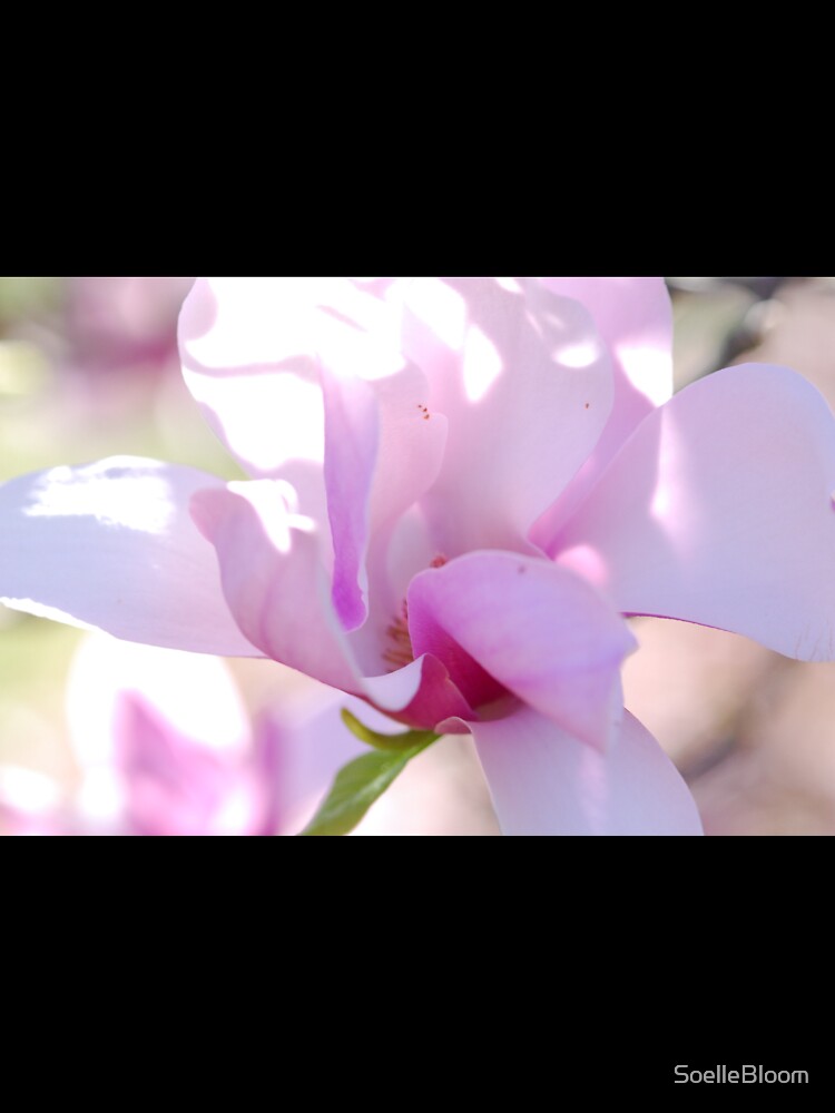 Magnolia 2 by SoelleBloom