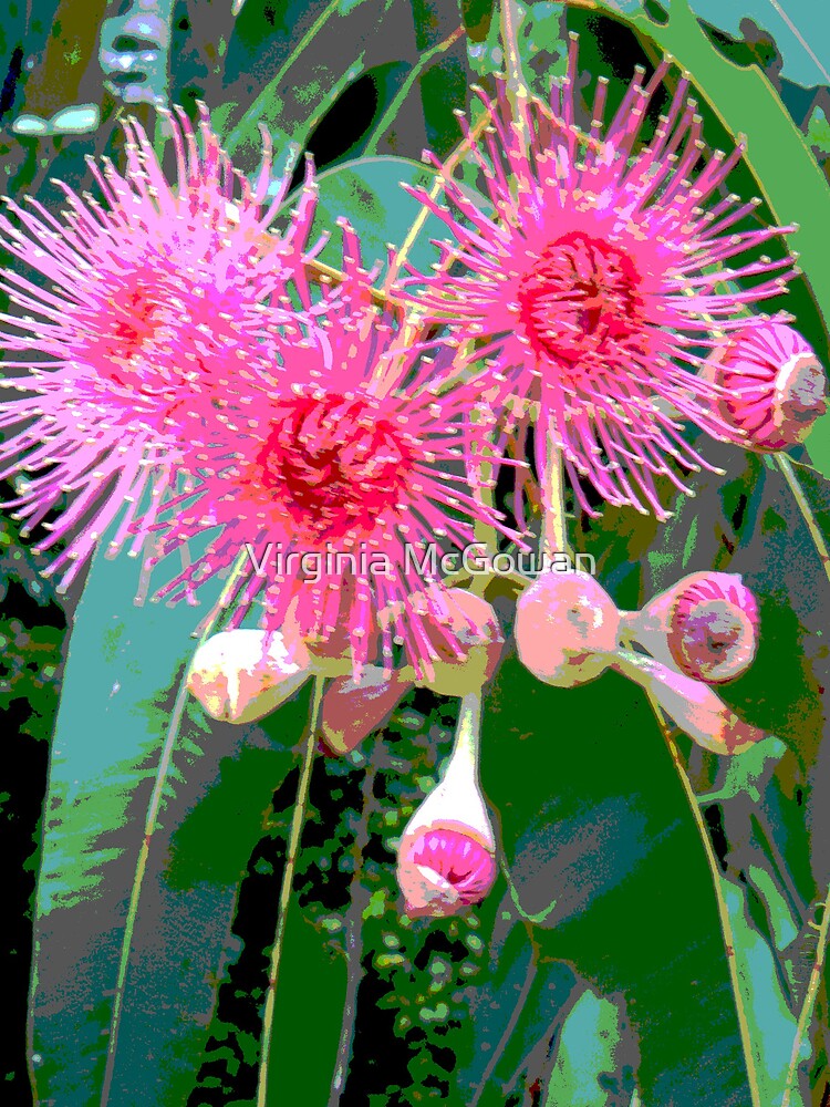 Pink flowering gum blossom by ginnymac