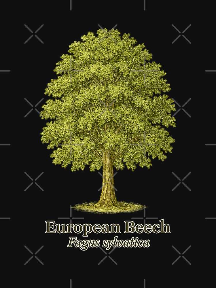 European Beech Botanical Illustration – Fagus sylvatica by BloomKind