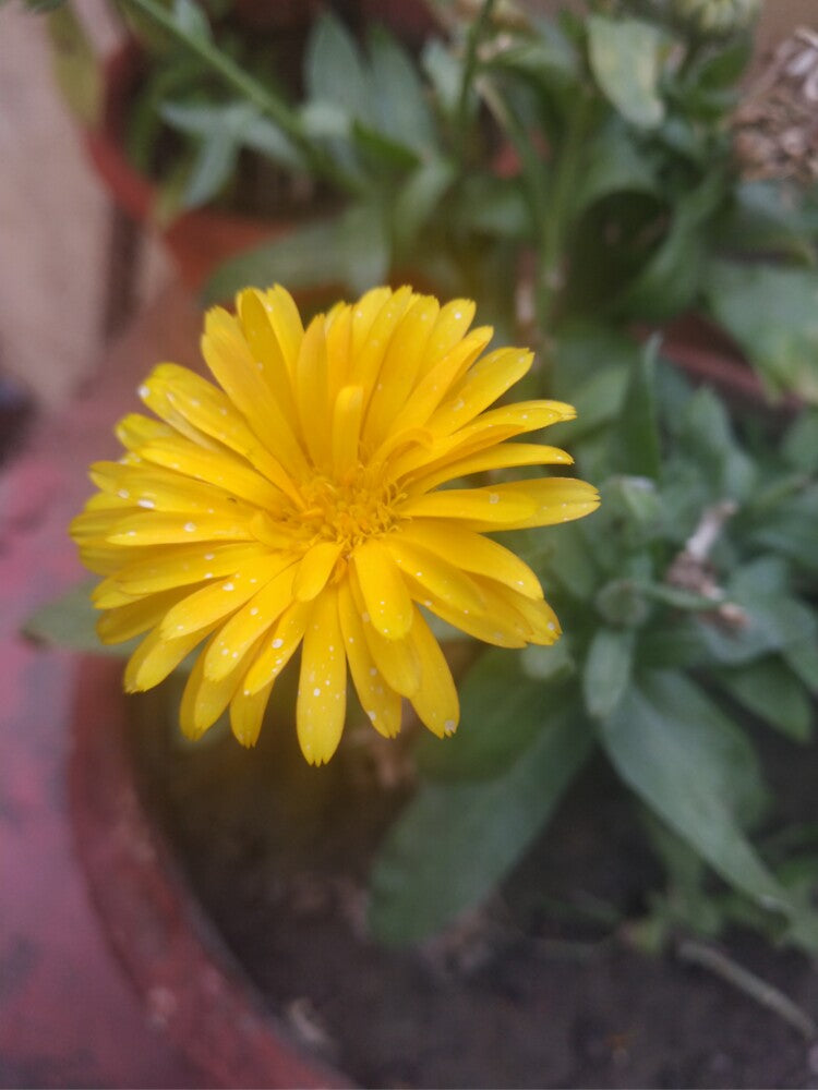 A flower by Namrata1000