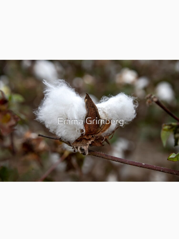 White textured fluff cotton plants on a blurred background close-up. Greece by Emma Grimberg