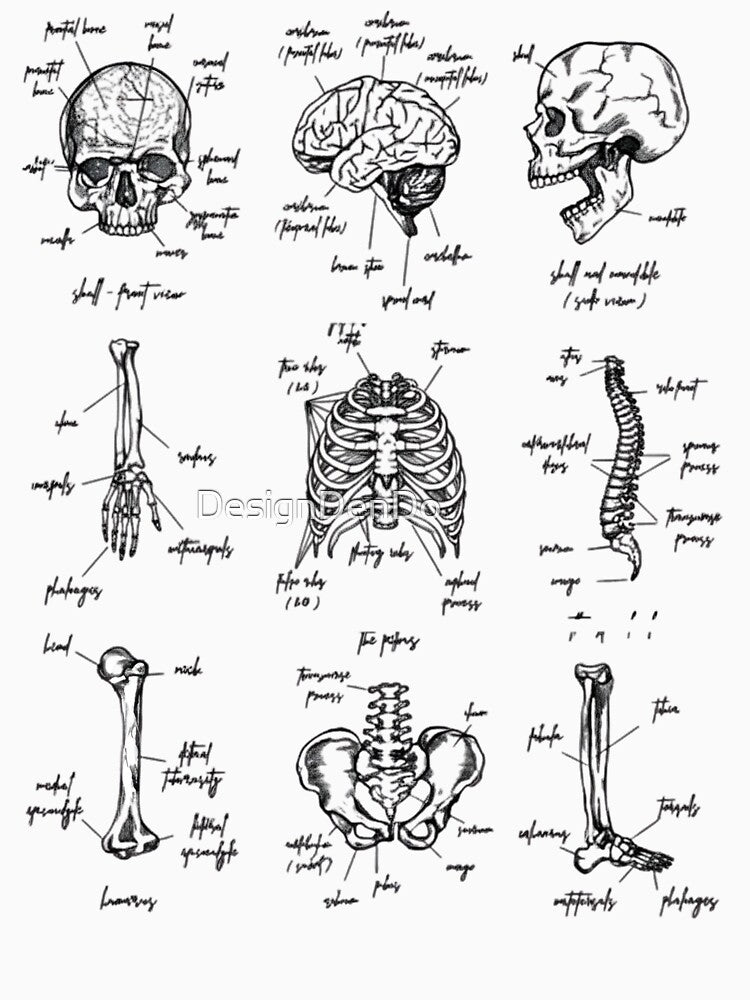 Human Skeleton Anatomy, Unisex Medical, Human Body Bones Vintage, Anatomy Nursing Student, Medical Student Gift by DesignDenDo ⭐⭐⭐⭐⭐