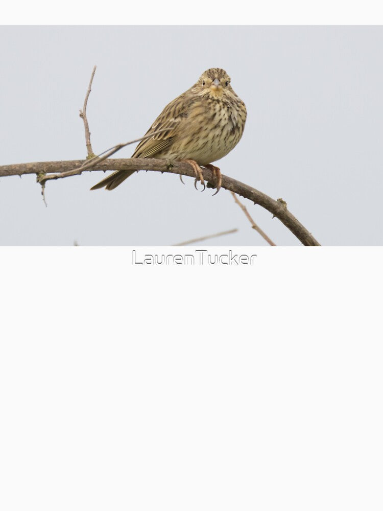 Corn Bunting by LaurenTucker