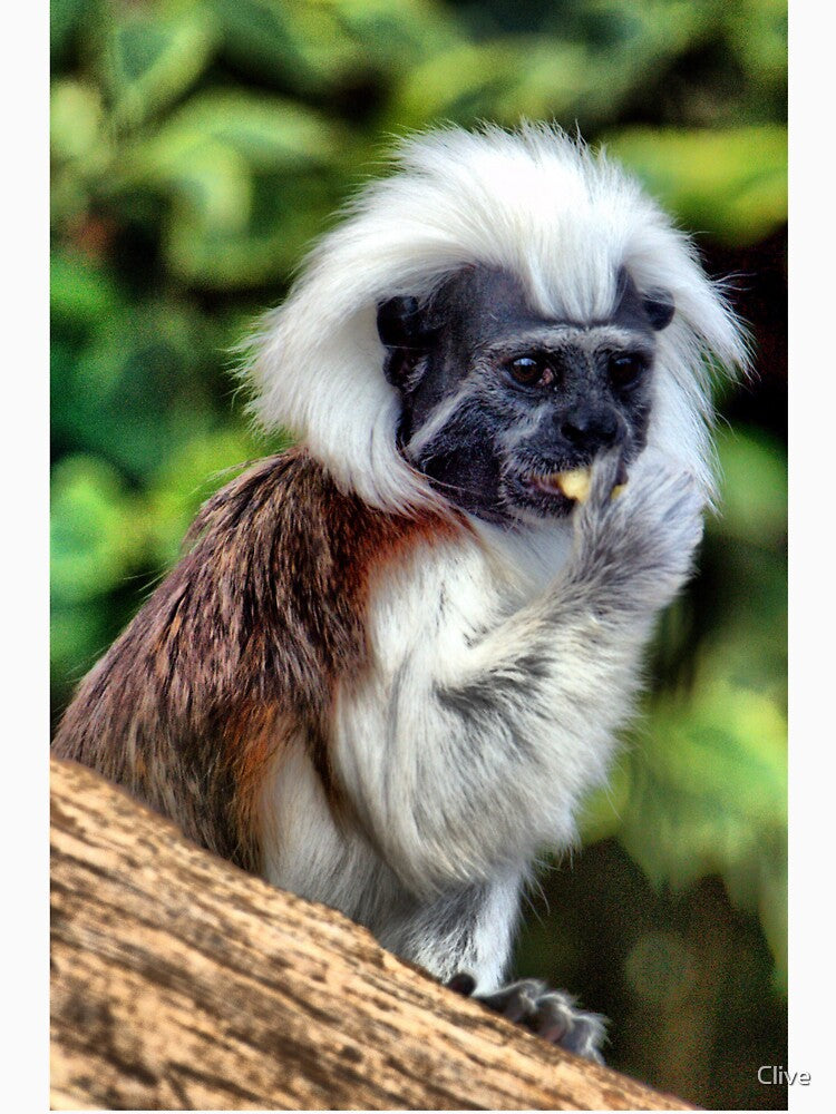 Cotton Topped Tamarin by Clive