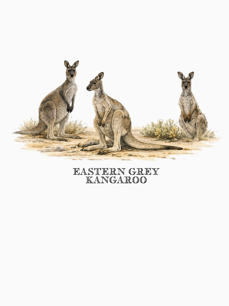 Eastern Grey Kangaroo by Outback Geo Adventures