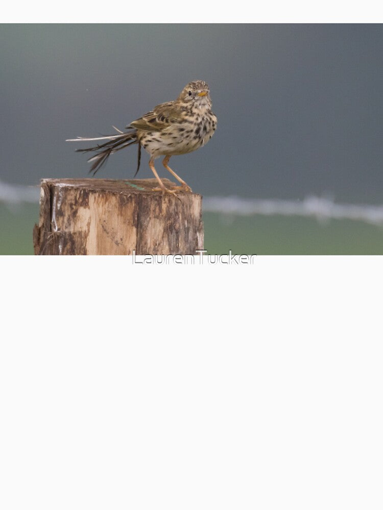 Meadow Pipit by LaurenTucker