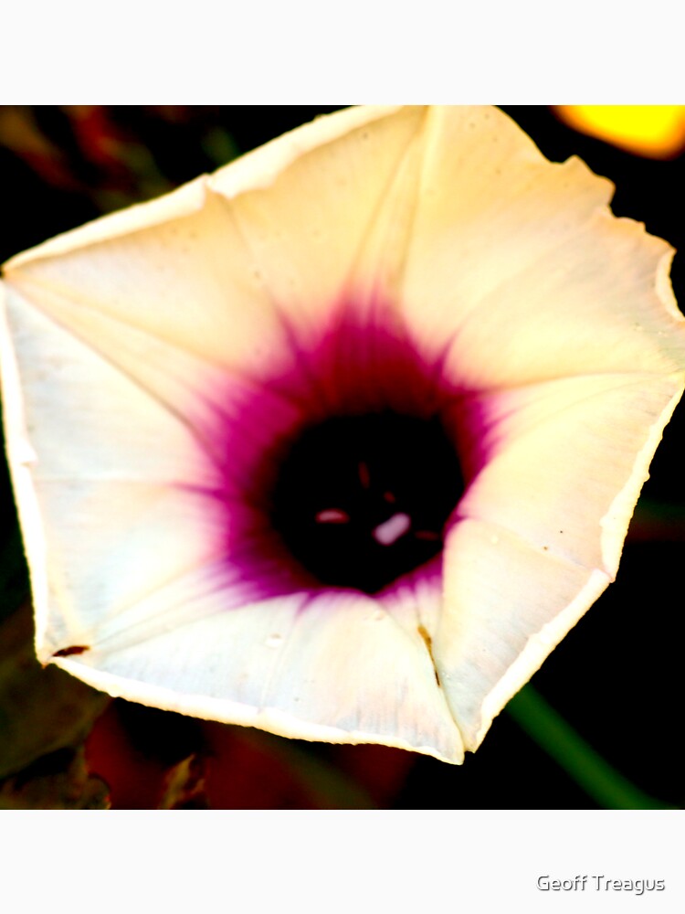 Sweet Potato Flower 1 by Geoff Treagus