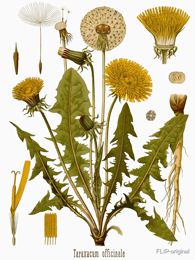 DANDELION Antique botanical illustration by FLIP-original