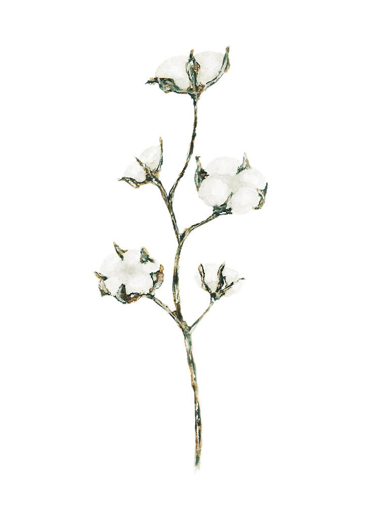 Watercolour Cotton Flowers / Cotton Plant by CaitlinCalling