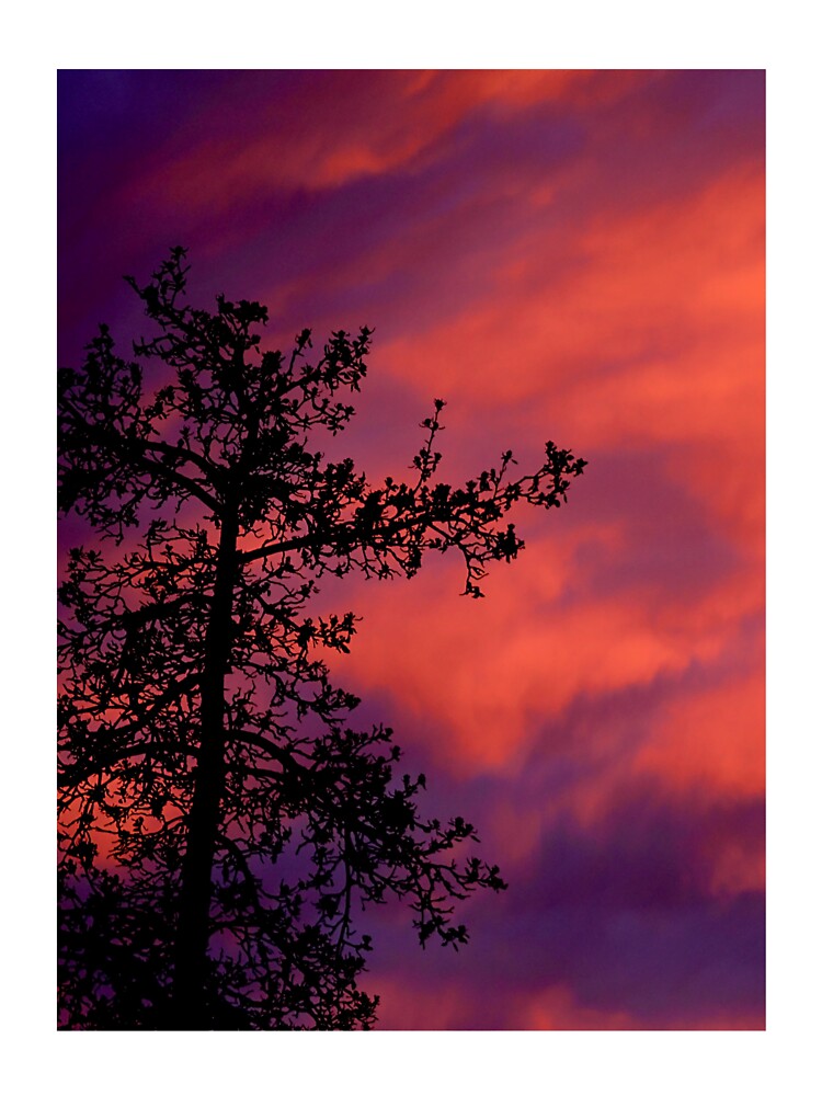 Red Clouds At Sunset by PotluckPrints