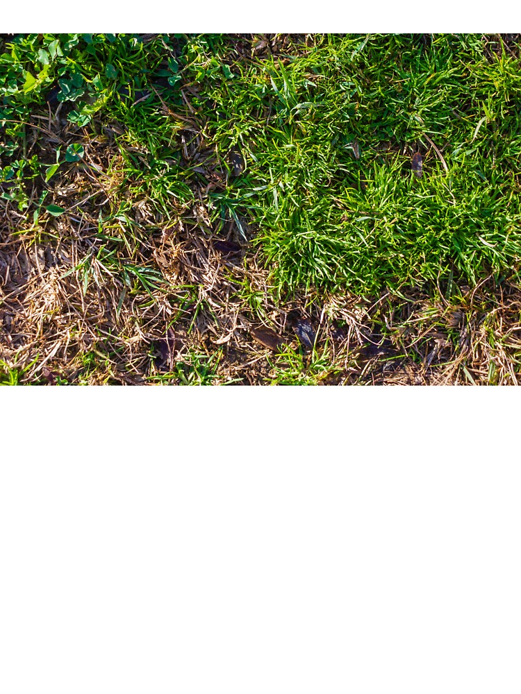 Lush Green Grass With Brown Dry Patches On An Outdoor Lawn Surface by Nmallia