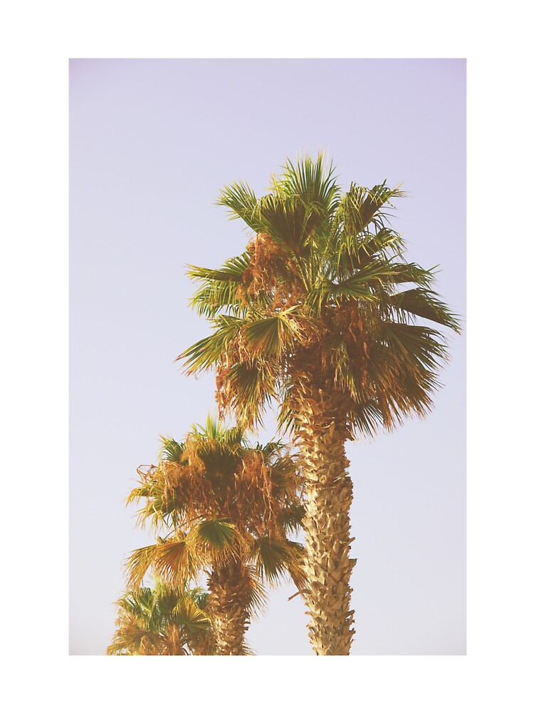 Old Palm Trees in Tropical Beach - Summer Nature Photography by CarolinaReina