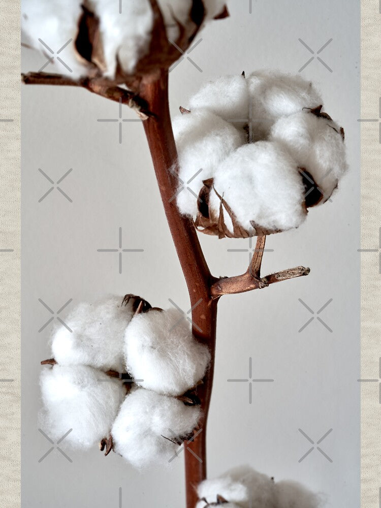 cotton flower by IgorKovalenko