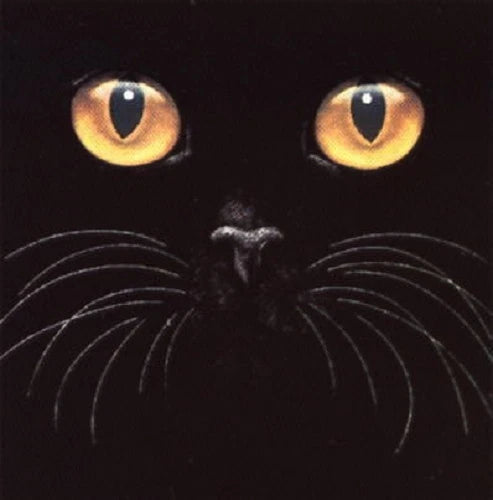 Big Yellow  Eyes  Cat   Tshirt  Sizes/Colors