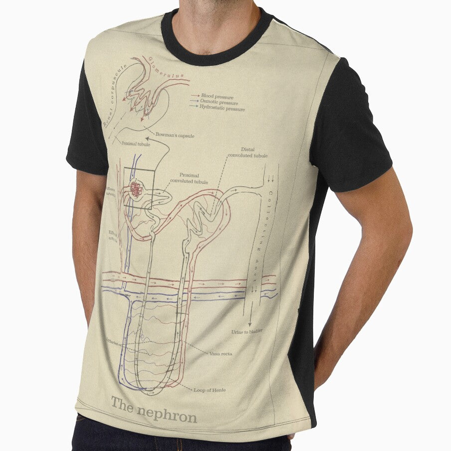 The nephron - Vintage textbook figure by MicroMarket